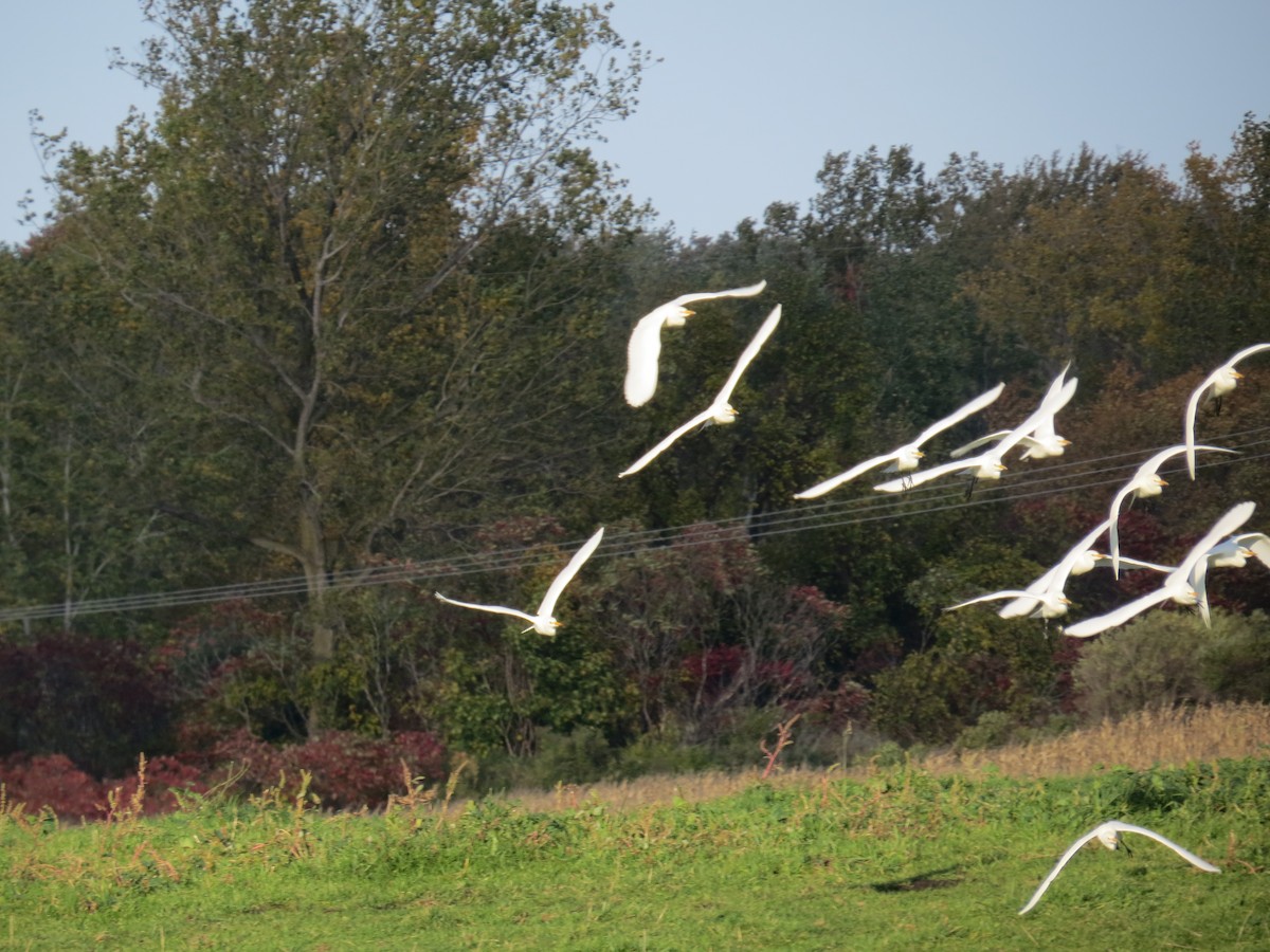 Western Cattle-Egret - ML494094351