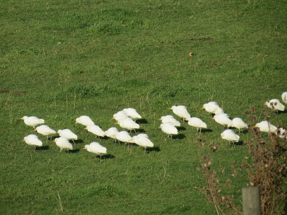 Western Cattle-Egret - doug beattie