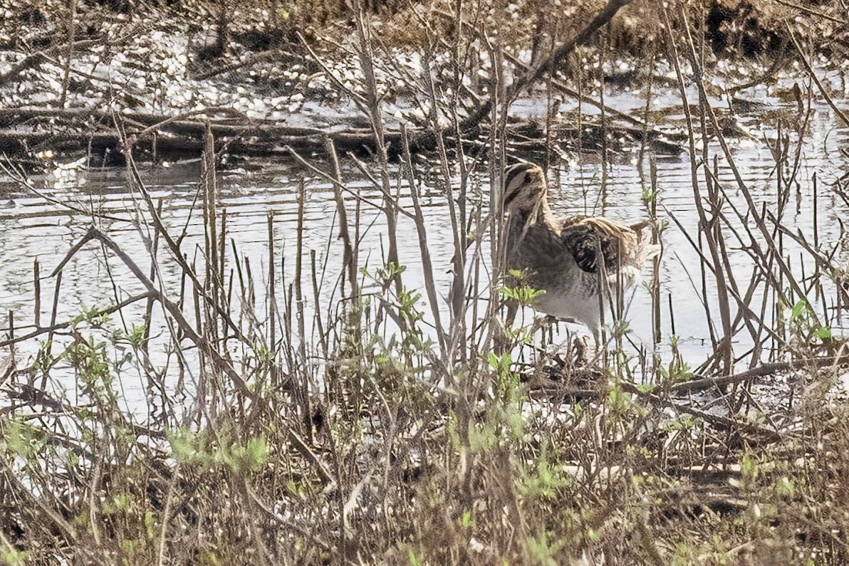 Wilson's Snipe - ML494094541