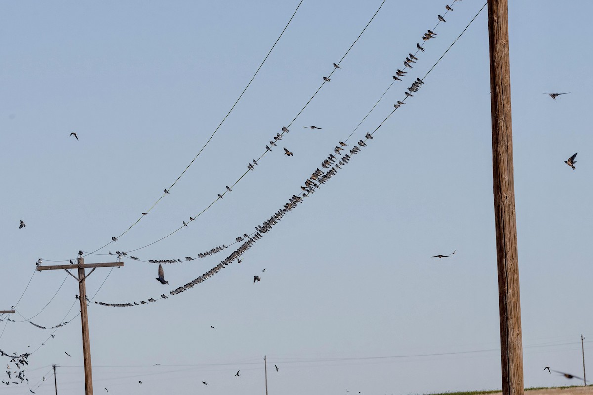 Barn Swallow - Vicki Wilmarth