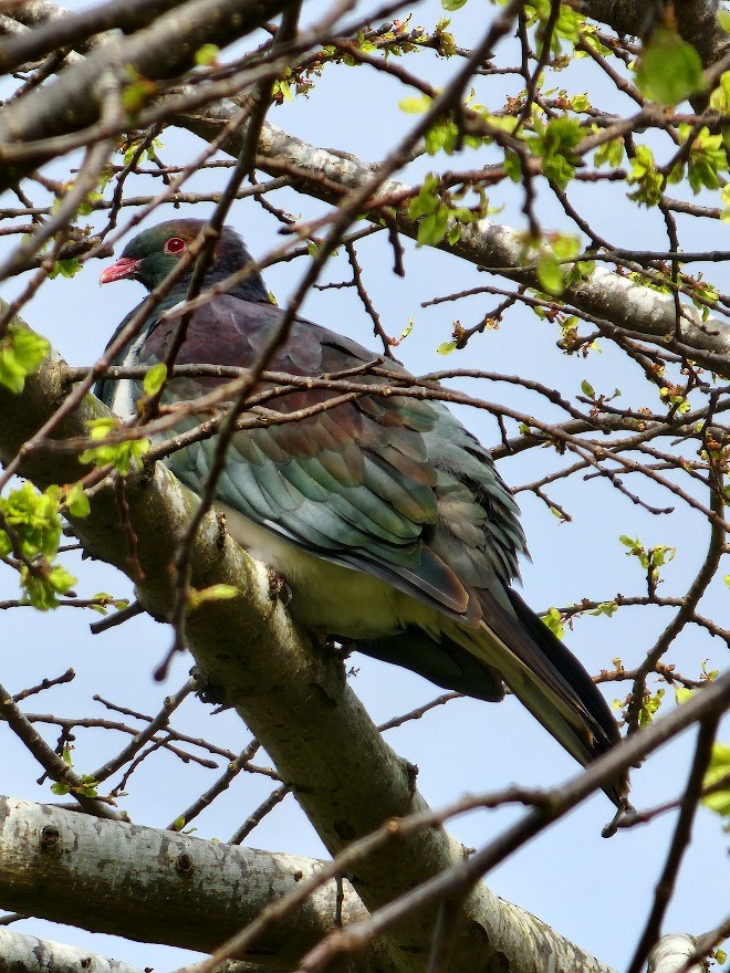 New Zealand Pigeon - ML494095541