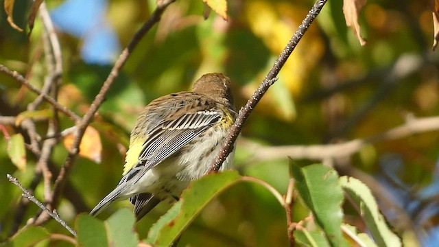 Yellow-rumped Warbler (Myrtle) - ML494095721