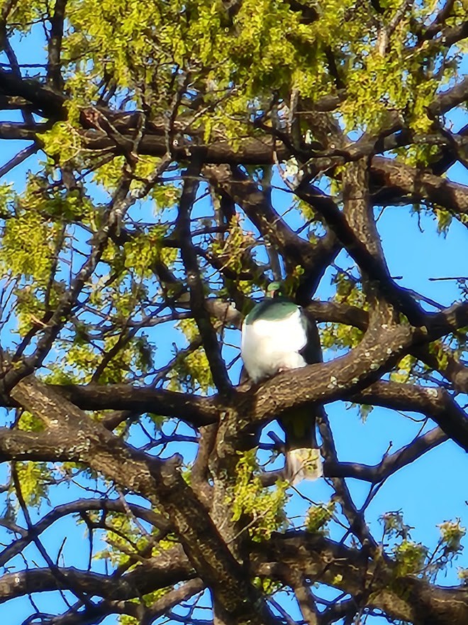 New Zealand Pigeon - ML494095771