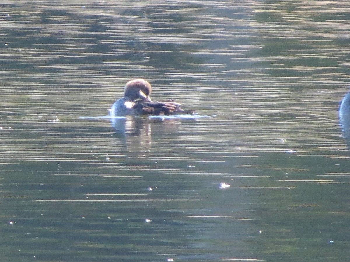 Hooded Merganser - Paul Kursewicz