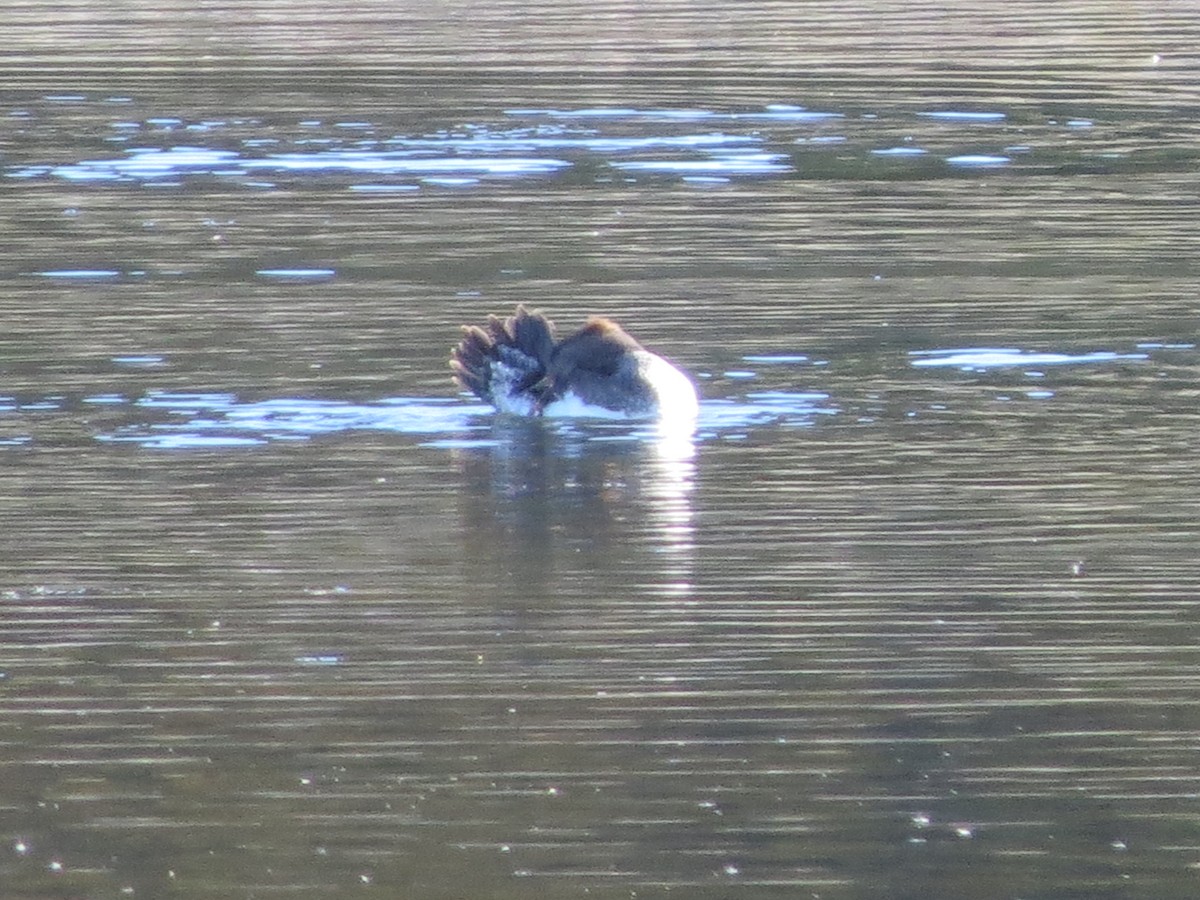 Hooded Merganser - Paul Kursewicz