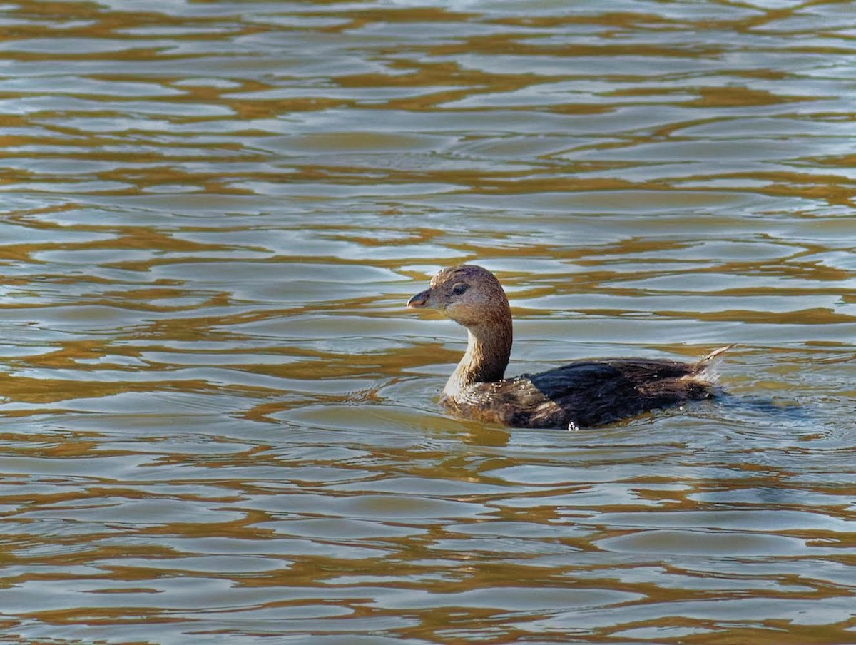 Pied-billed Grebe - ML494096681