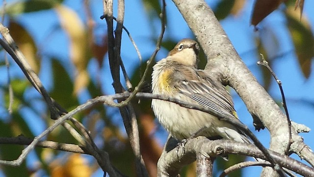 lesňáček žlutoskvrnný (ssp. coronata) - ML494097631