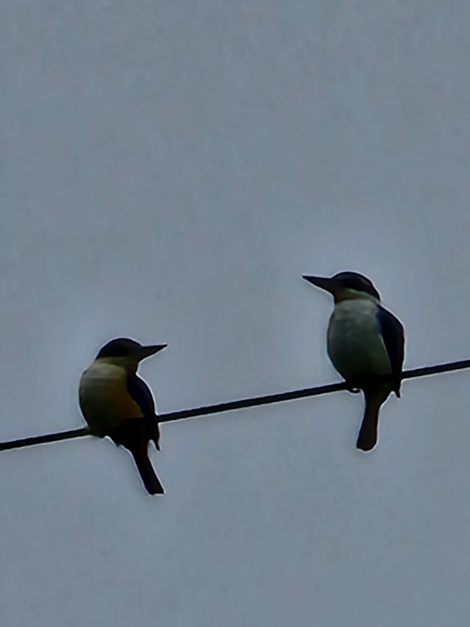 Pacific Kingfisher - ML494099491