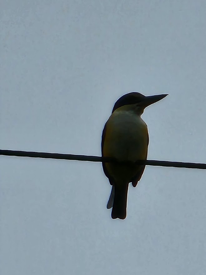 Pacific Kingfisher - ML494099511