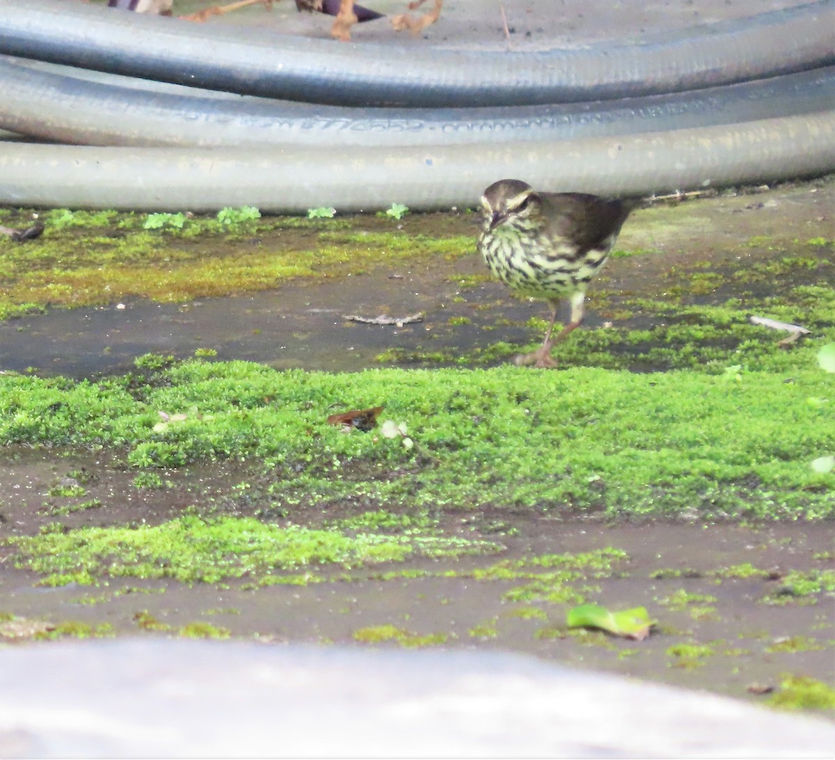 Northern Waterthrush - ML494101301