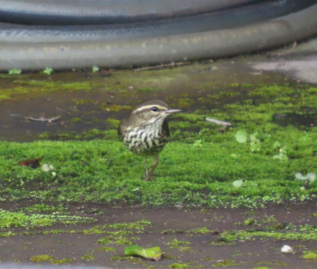 Northern Waterthrush - Ann Van Denburgh