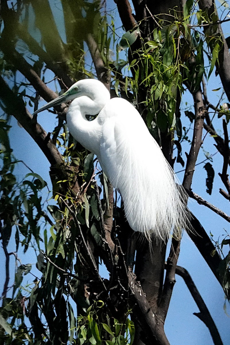 Great Egret (modesta) - ML494101371