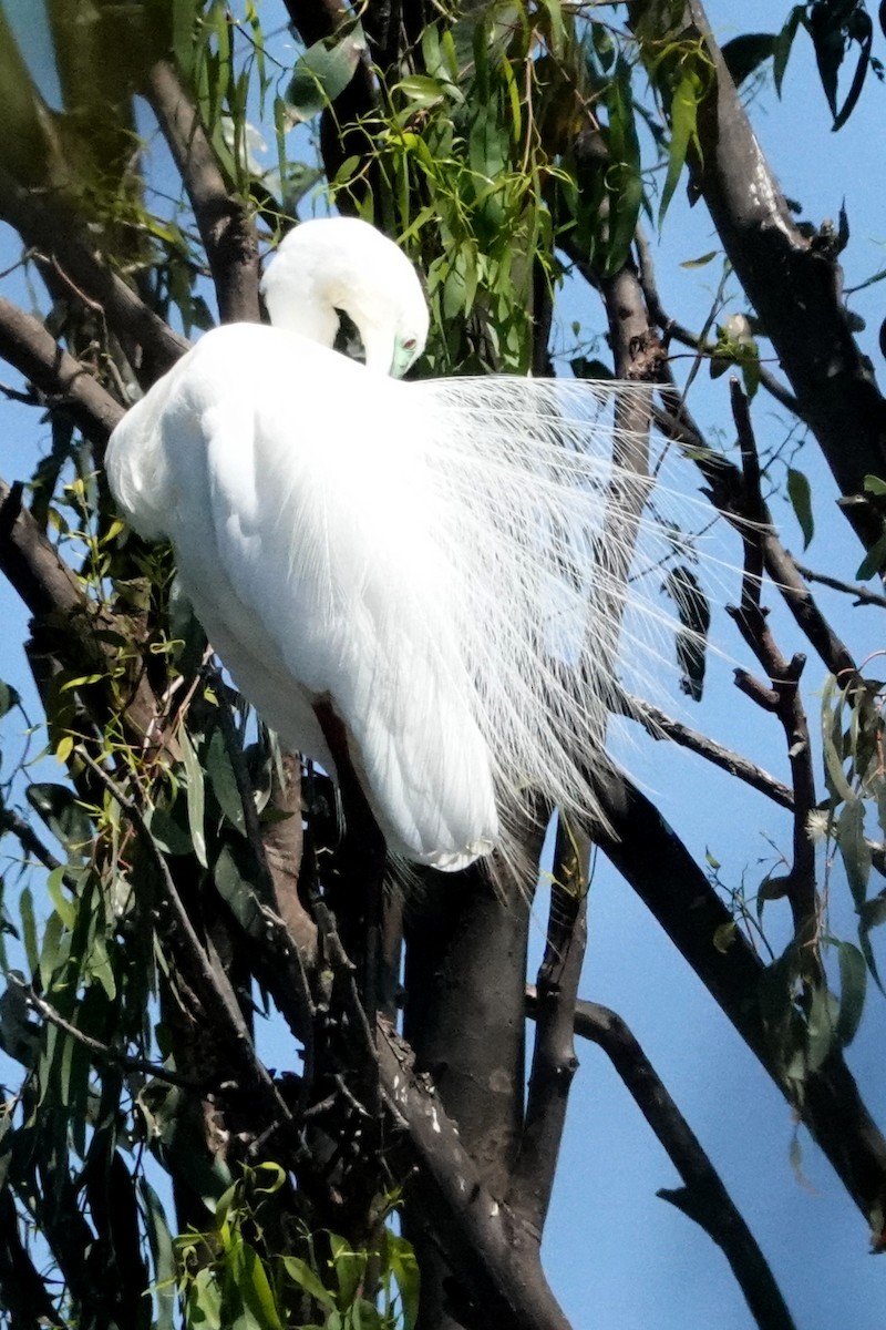 Great Egret (modesta) - ML494101381