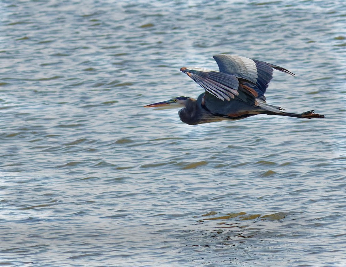 Great Blue Heron (Great Blue) - ML494101511