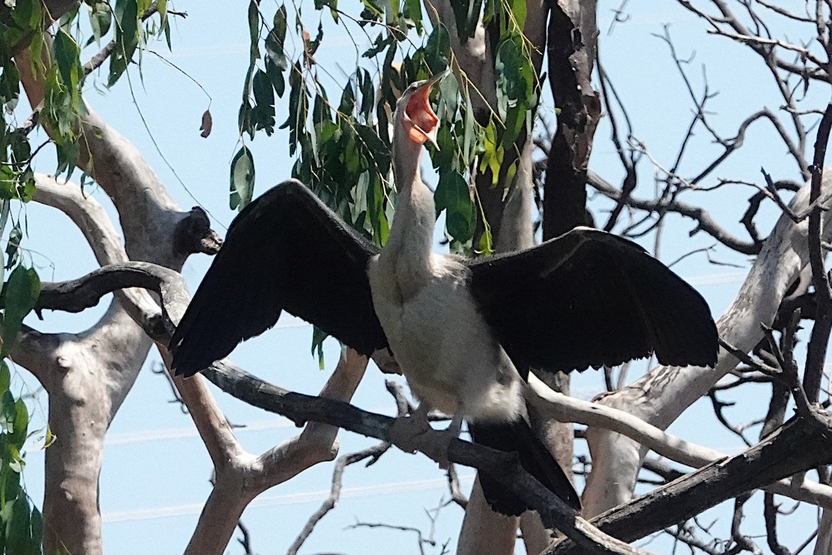 Australasian Darter - ML494101561