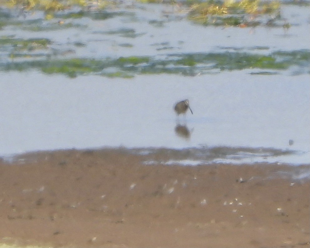 Long-billed Dowitcher - ML494101571