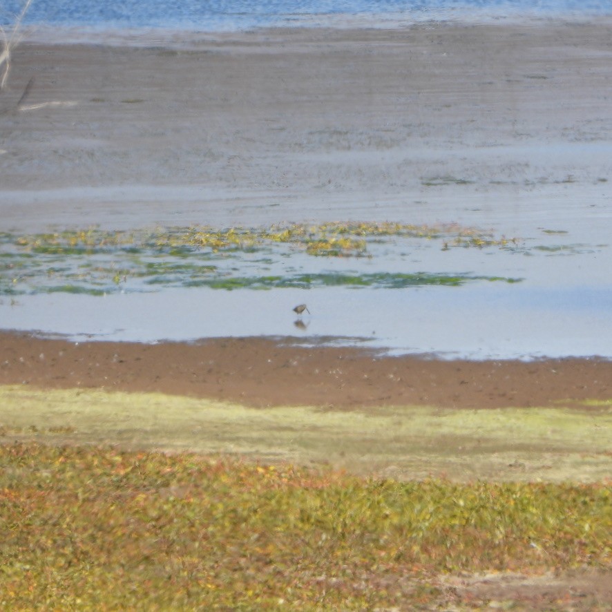 Long-billed Dowitcher - ML494101591