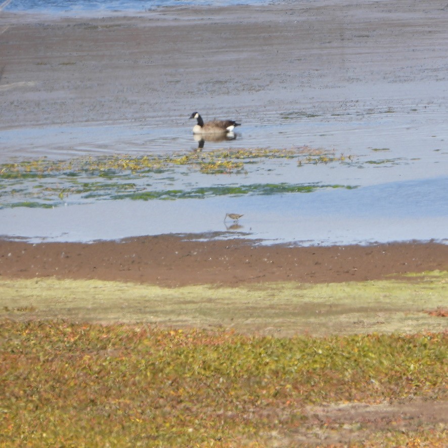 Long-billed Dowitcher - ML494101691