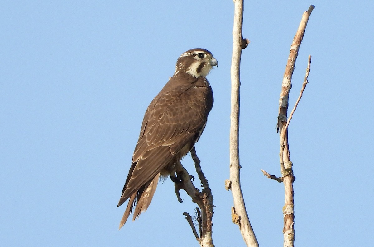 Prairie Falcon - George Folsom