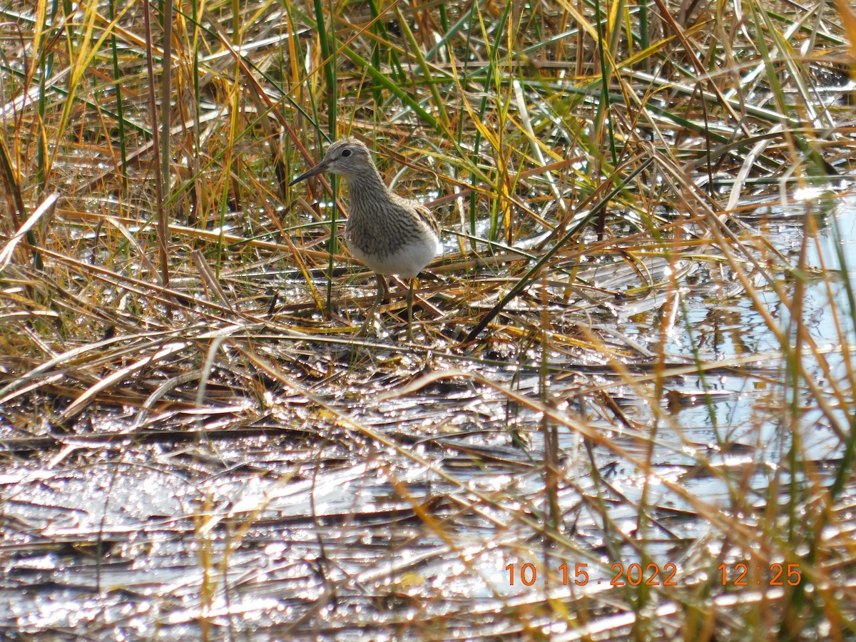 Pectoral Sandpiper - Noah Henkenius