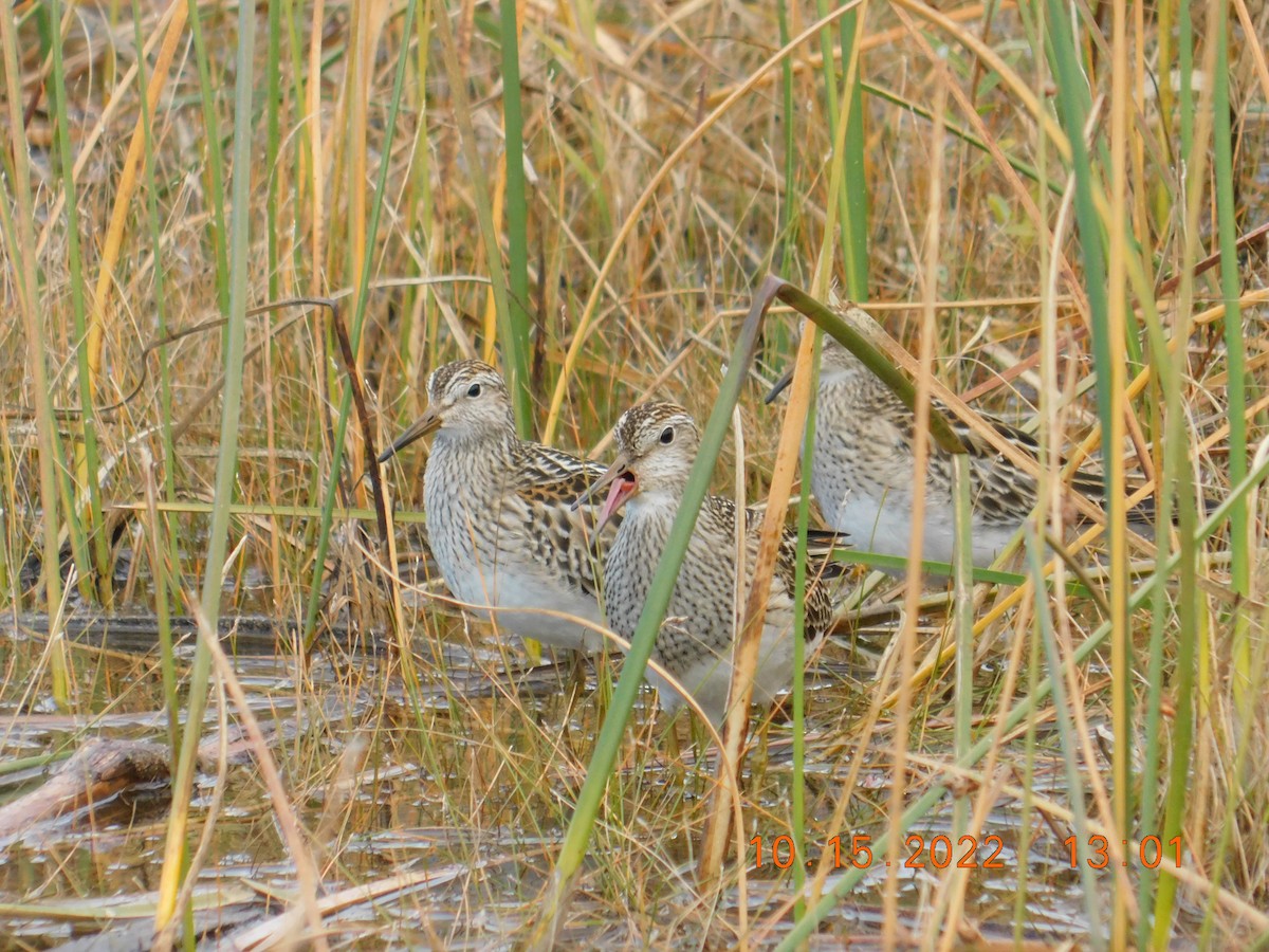 Bécasseau à poitrine cendrée - ML494104291