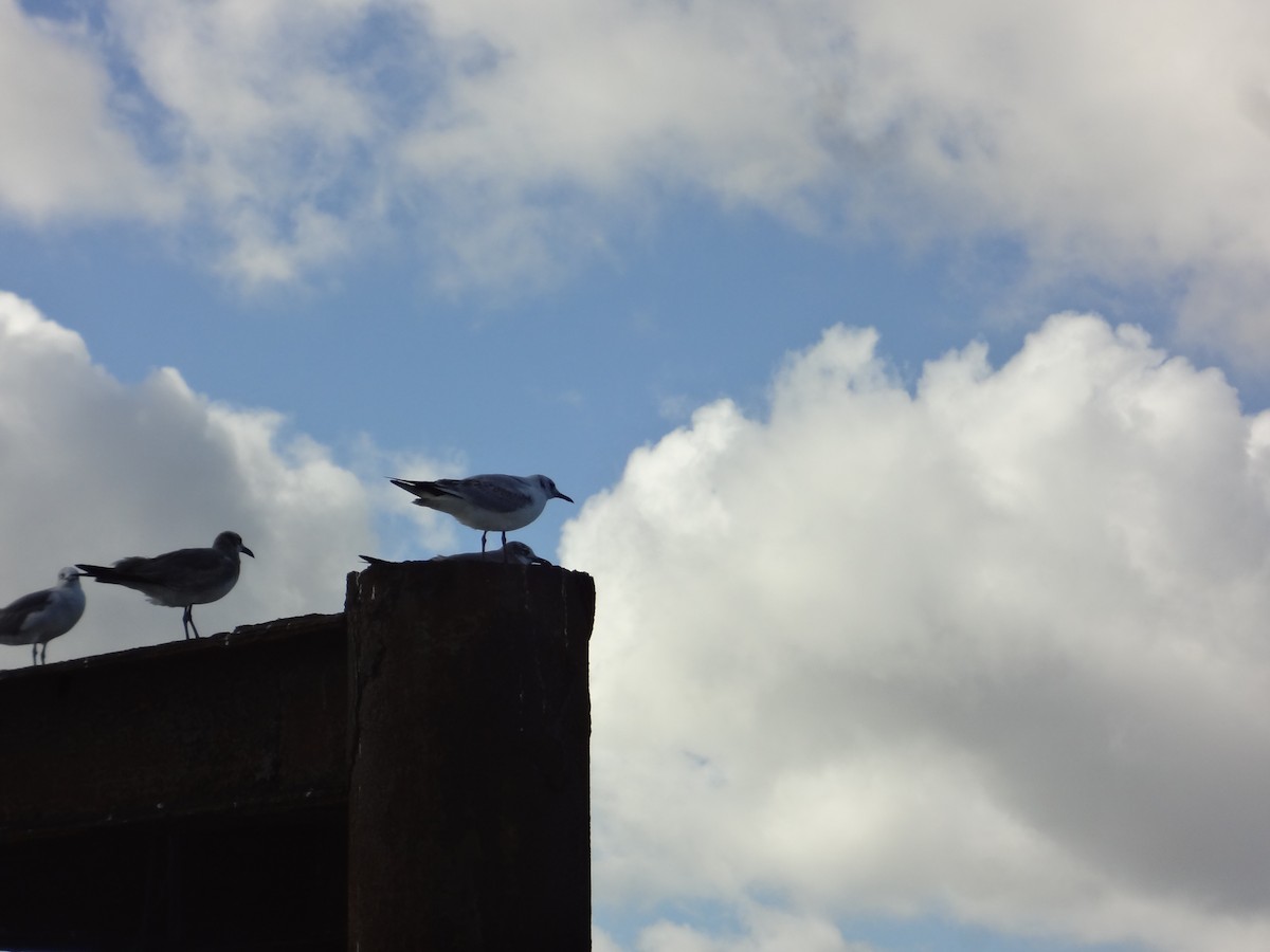 Bonaparte's Gull - ML49410791