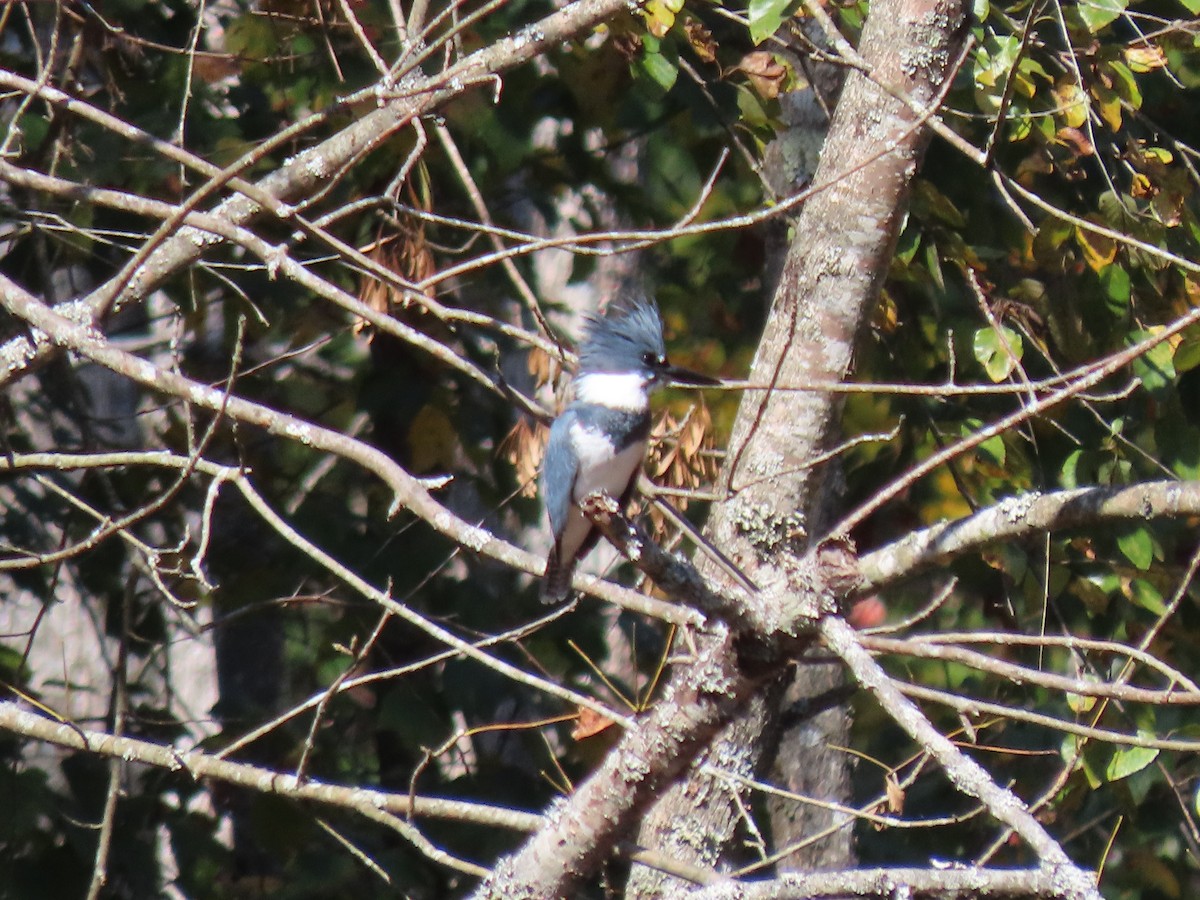 Belted Kingfisher - ML494107971