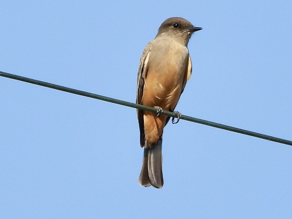 Say's Phoebe - ML494108351