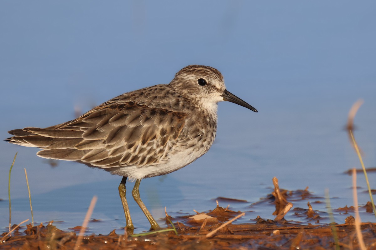 pygmésnipe - ML494110231