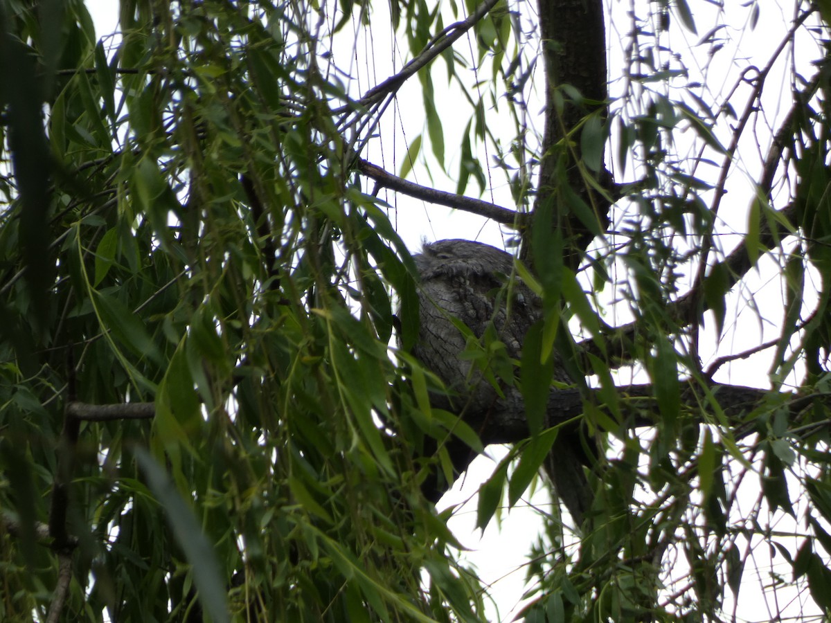 Tawny Frogmouth - ML494110621