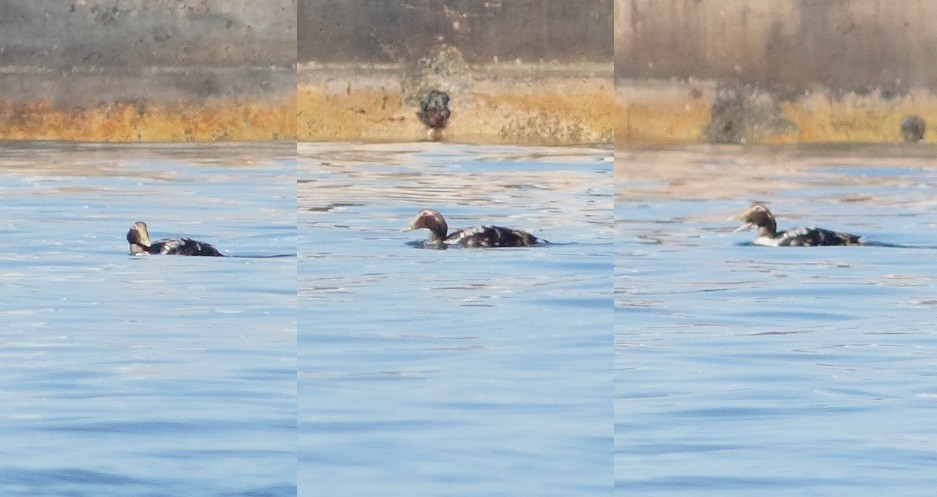 Common Eider - ML49411411