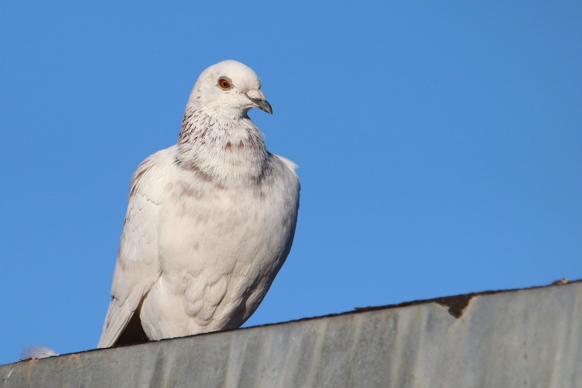 Rock Pigeon (Feral Pigeon) - Silas Würfl