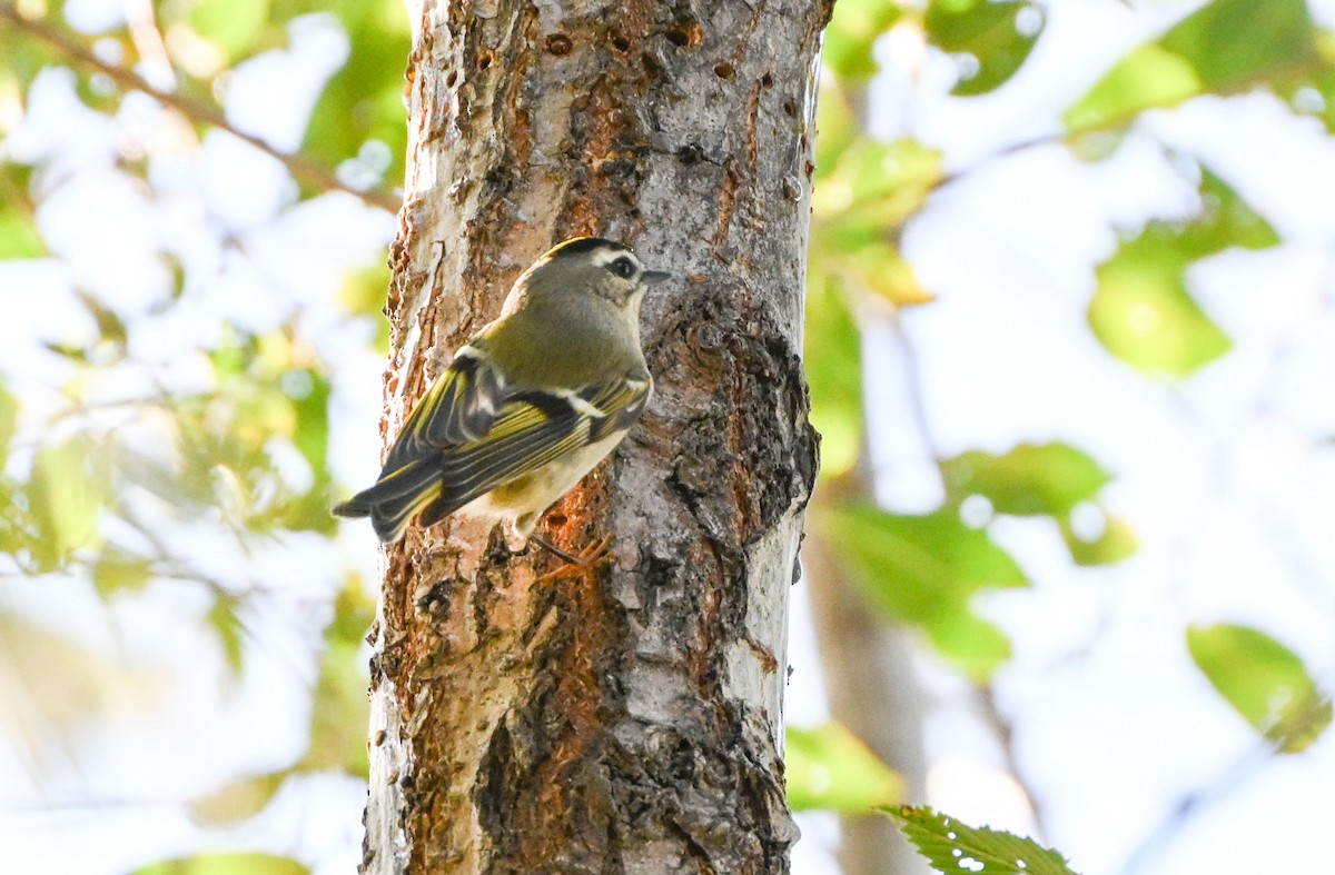 Golden-crowned Kinglet - ML494115341