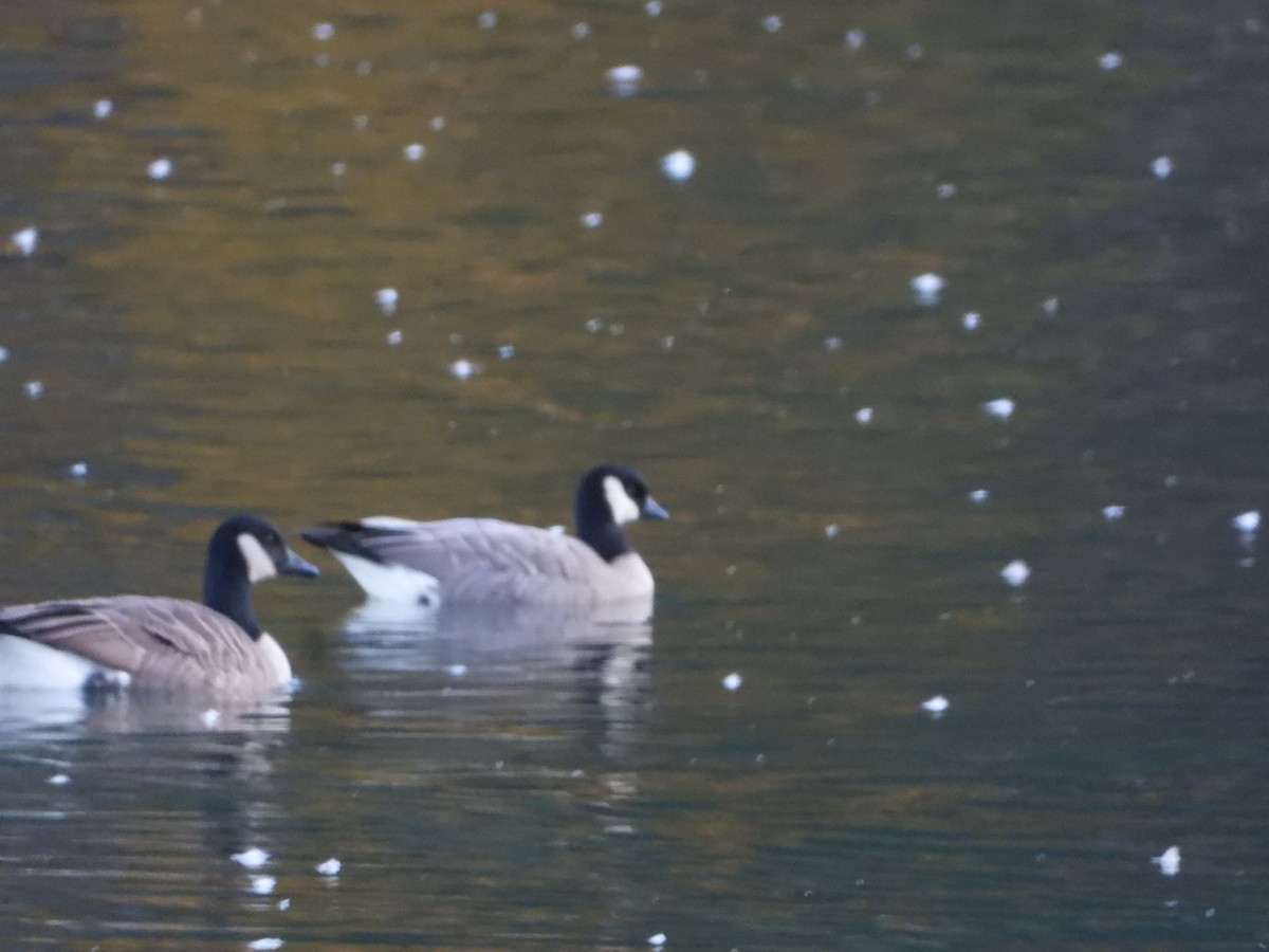 Cackling Goose (Richardson's) - ML494116531