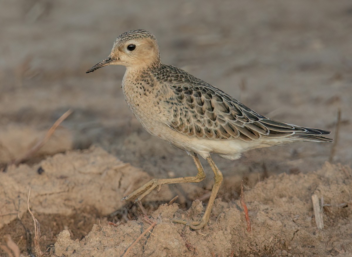 Buff-breasted Sandpiper - Jesus Alferez