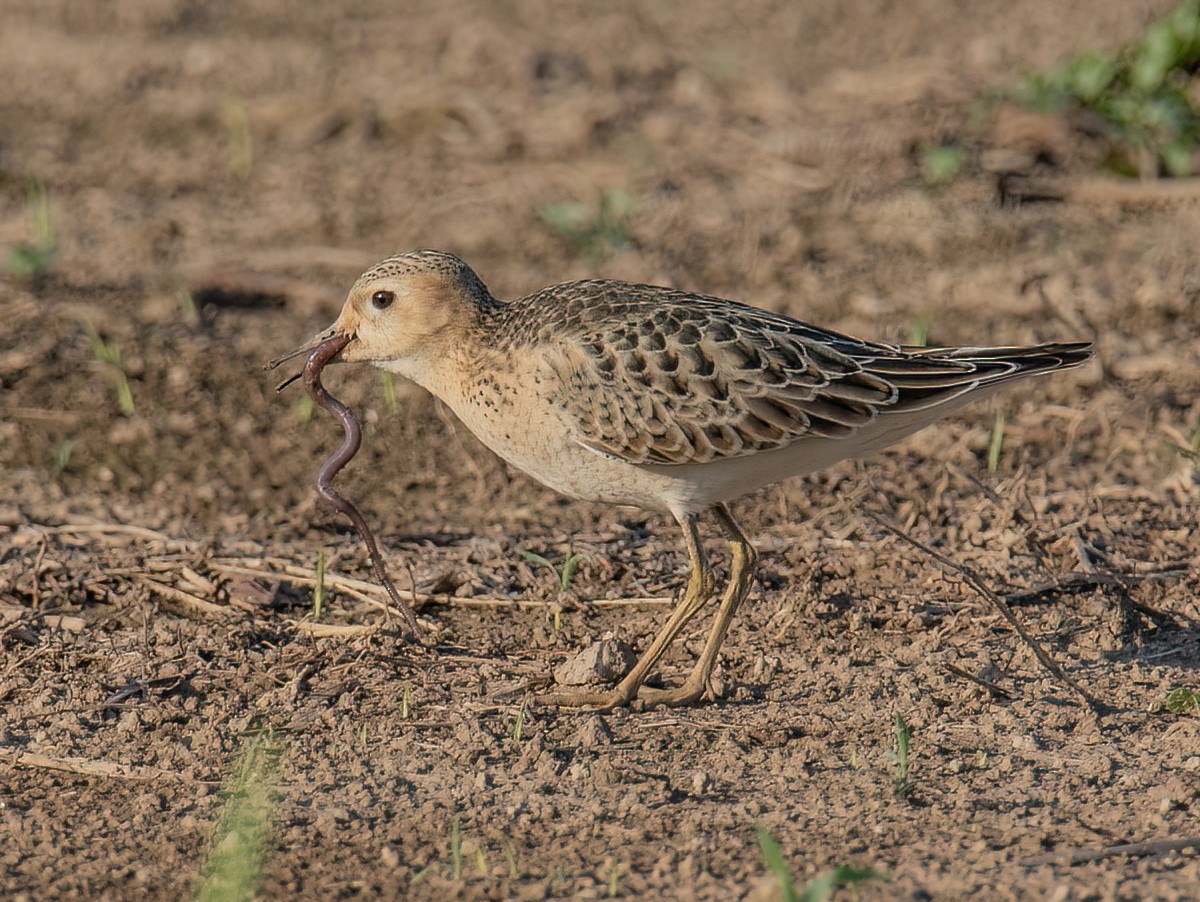 Buff-breasted Sandpiper - Jesus Alferez