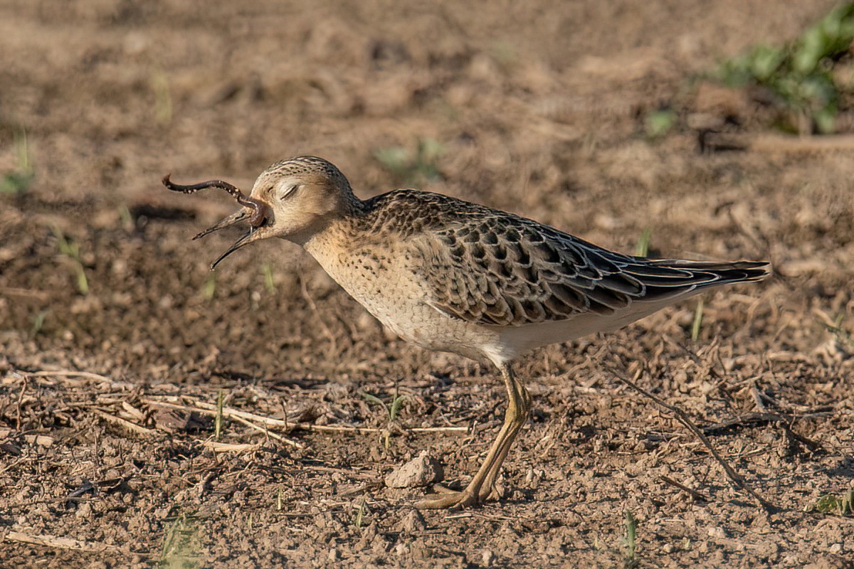 Buff-breasted Sandpiper - Jesus Alferez