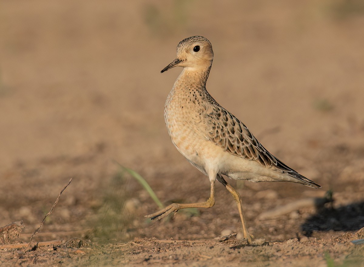 Buff-breasted Sandpiper - Jesus Alferez