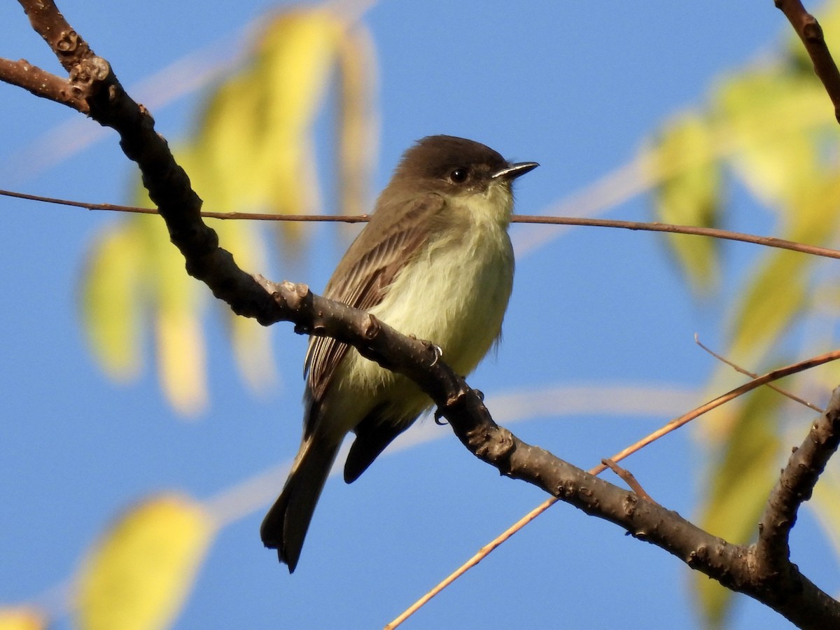 Eastern Phoebe - ML494119221