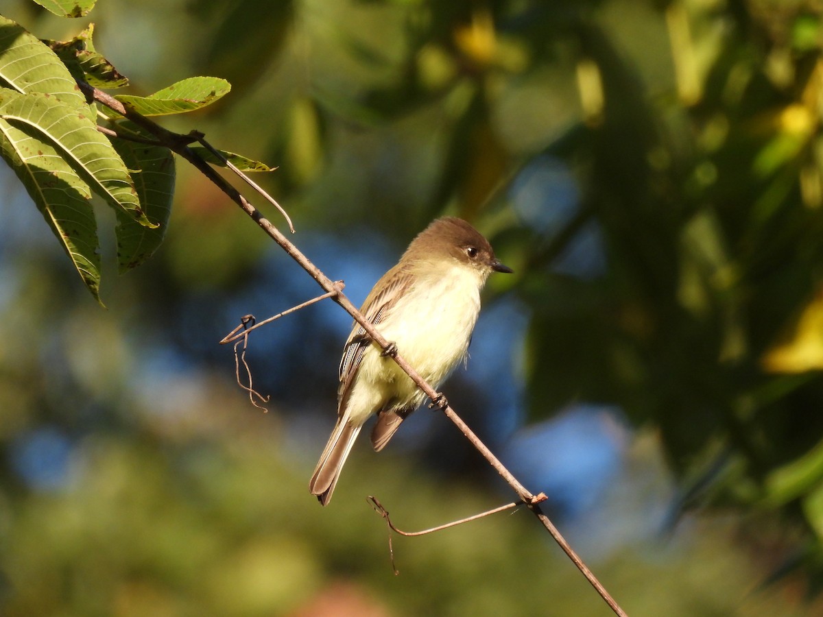 Eastern Phoebe - ML494119241