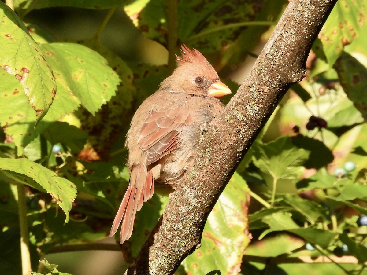 Northern Cardinal - ML494119321