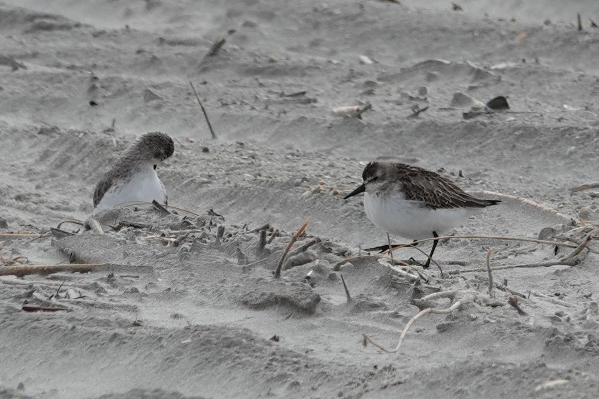 Semipalmated Sandpiper - Jarrett Lewis