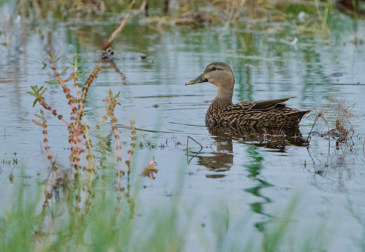 Mottled Duck - ML494119871