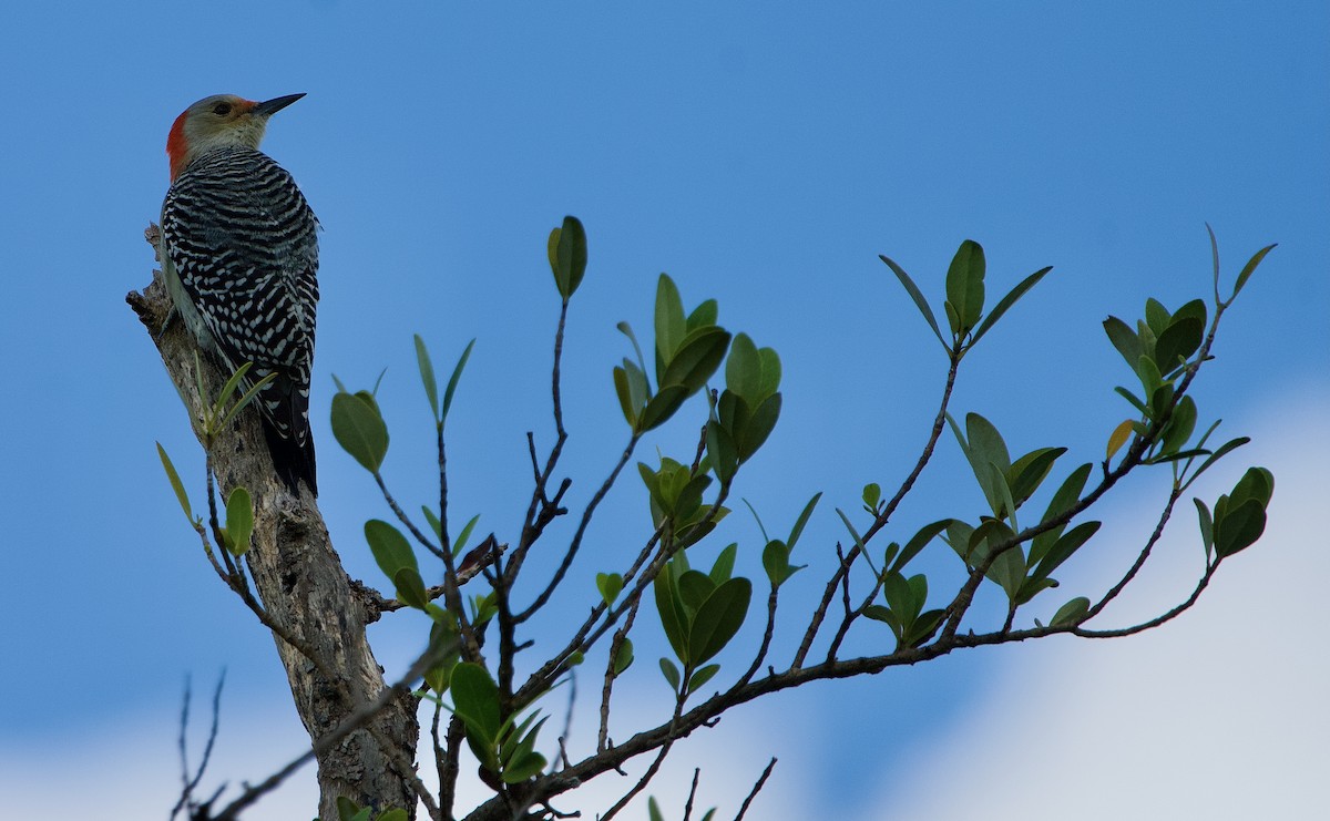 Red-bellied Woodpecker - ML494120071