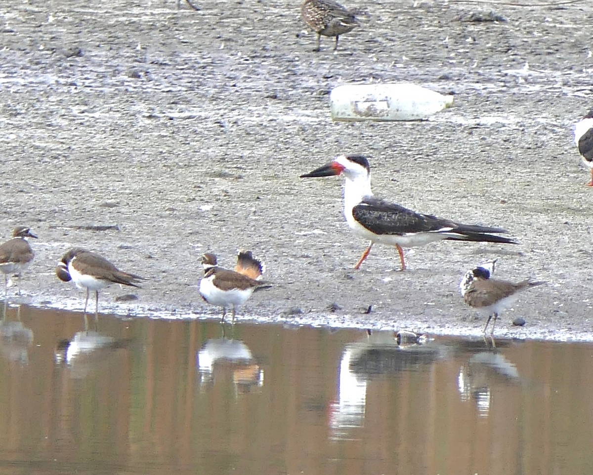 Black Skimmer - ML494123011