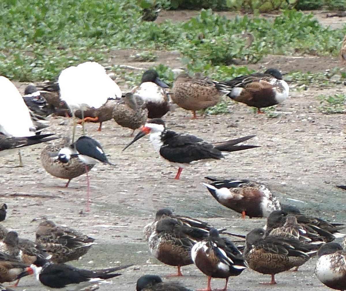 Black Skimmer - ML494123021