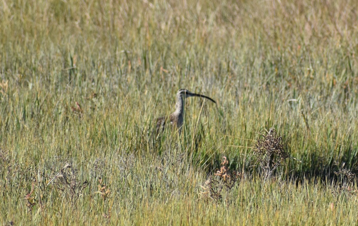 Whimbrel - ML494124001