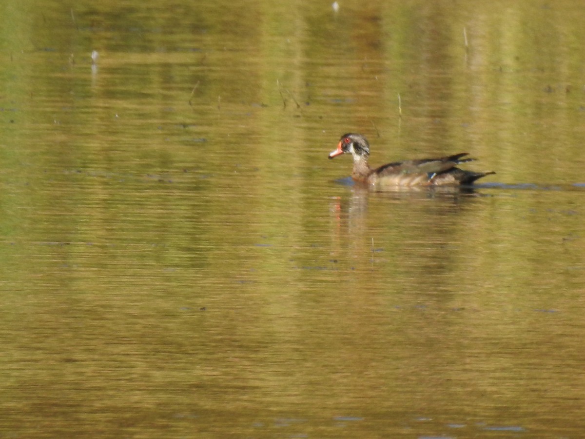 Wood Duck - ML494126161