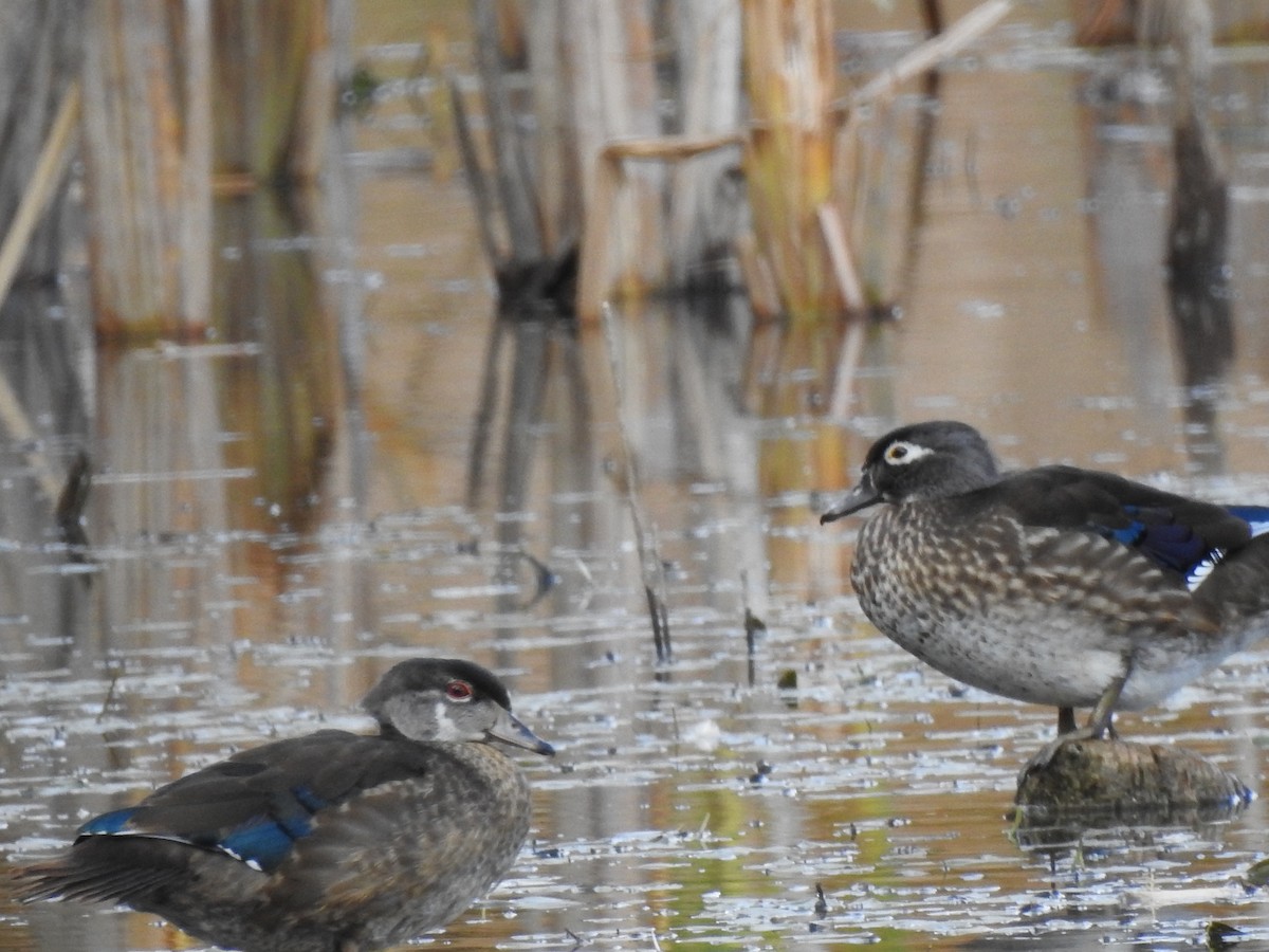 Wood Duck - ML494126171