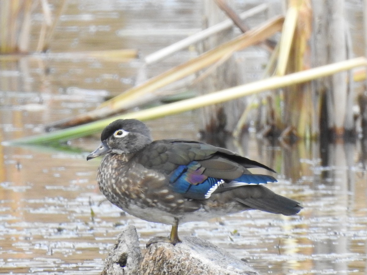 Wood Duck - ML494126181